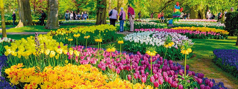 Millions of flowers bloom in Keukenhof Gardens